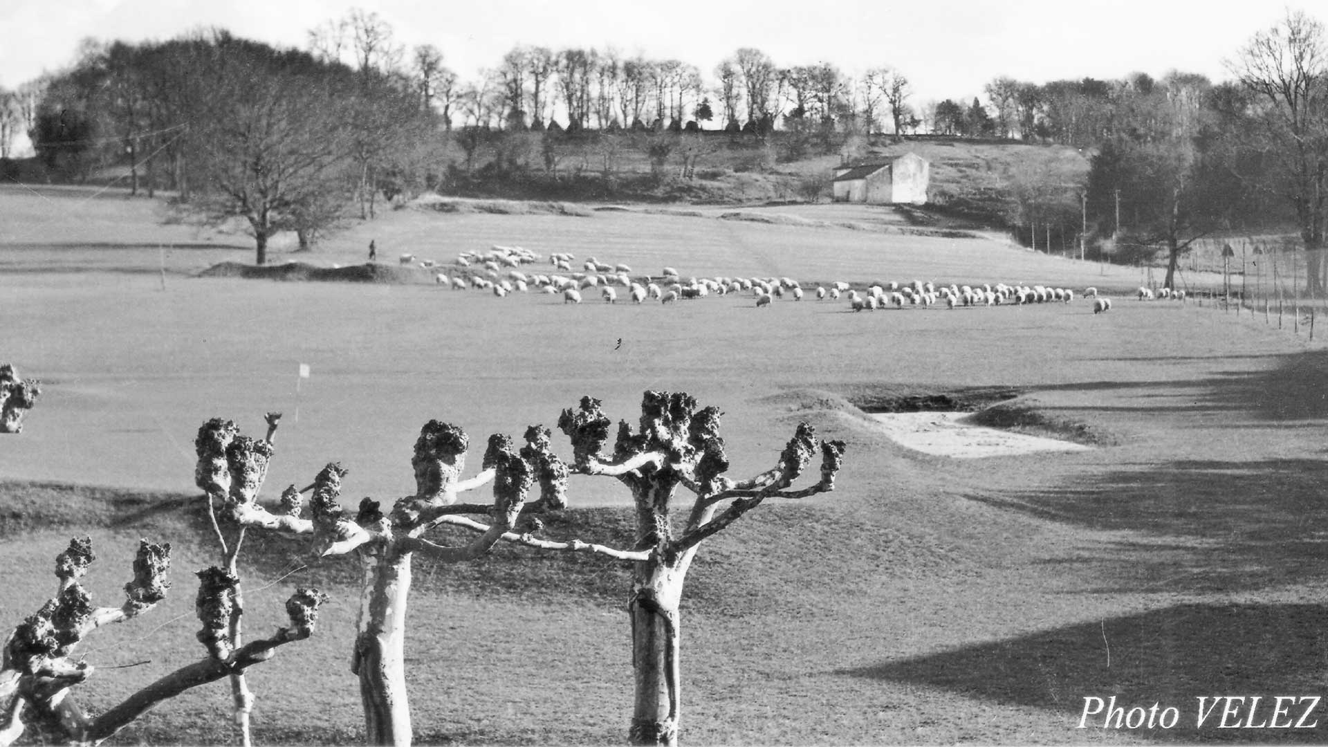 motons_histoire Moutons sur le fairway du 18